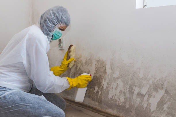 Best Mold Damage Repair  in Caddo Mills, TX