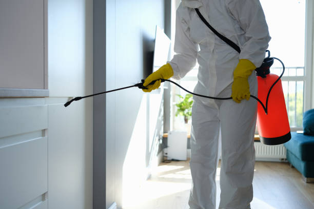 Best Attic Mold Removal  in Caddo Mills, TX