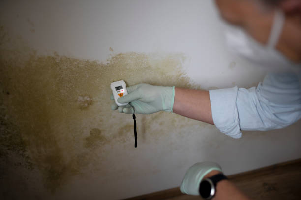 Best Home Mold Removal  in Caddo Mills, TX