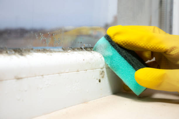 Crawl Space Mold Removal in Caddo Mills, TX