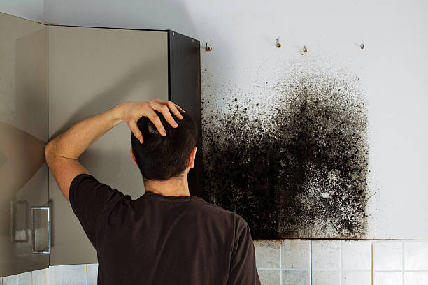 Best Mold Removal Near Me  in Caddo Mills, TX