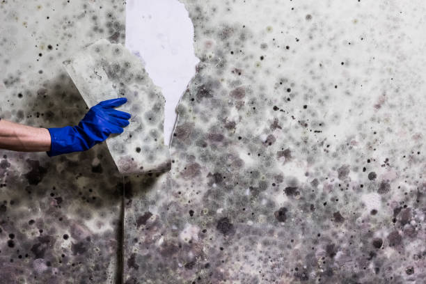 Best Mold Testing  in Caddo Mills, TX